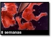 Foto de um aborto - 8 semanas